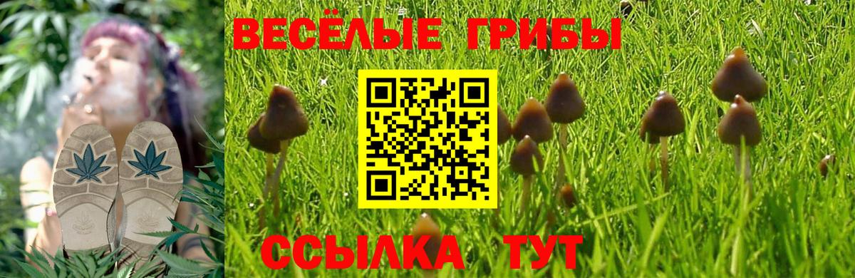 Галлюциногенные грибы MAGIC MUSHROOMS  Псилоцибиновые грибы прущие грибы  Вход с VPN  Кувандык 